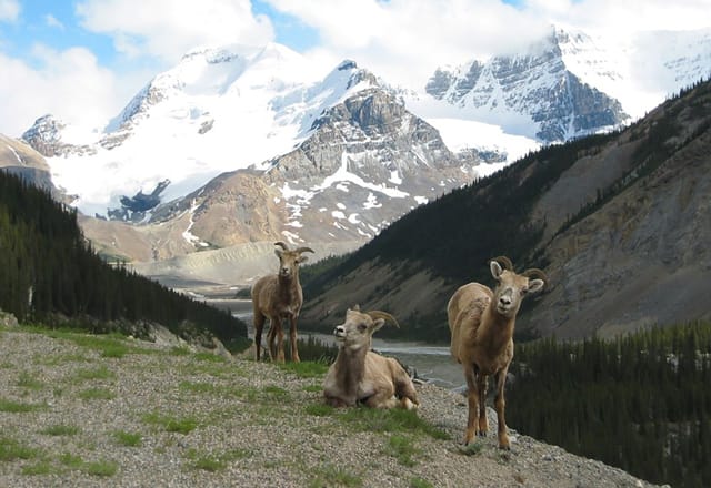 Tiervielfalt in den Bergen der Nationalparks von Westkanada