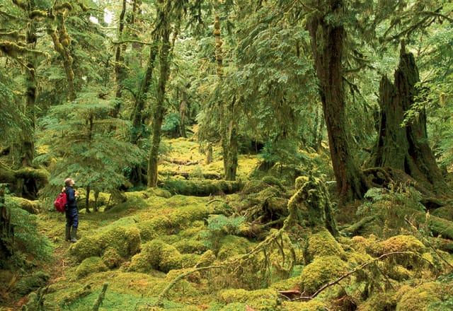 Westkanadas Regenwälder, British Columbia