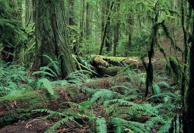 Kanadas Regenwälder in den Nationalparks hautnah erleben