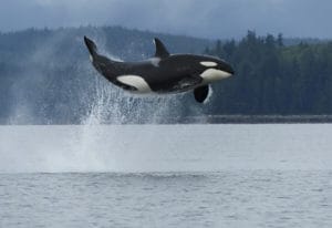 Walbeobachtung in British Columbia