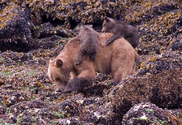 Bären in der Wildnis Westkanada