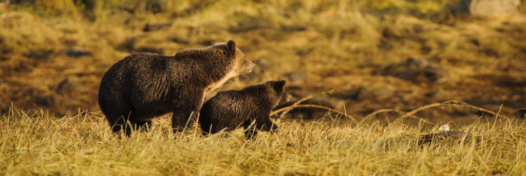 Bären in den Nationalparks in Westkanada