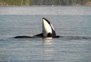 Beobachten Sie Wale in Westkanada