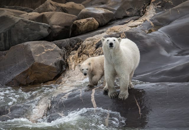 Eisbären in Alaska und dem Yuko entdecken