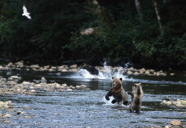 Grizzlybären im Regenwald Kanadas zu beobachten