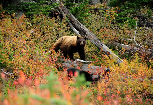 Grizzly Bären in den nationalparks in Westkanada beobachten