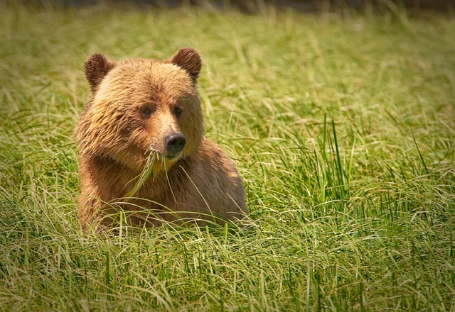 Grizzly Tierbeobachtung Nationalpark Westkanada