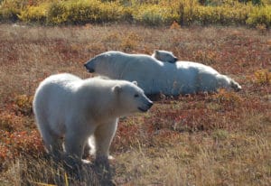 Nanuk Polar Bear Lodge - Die Eisbaerenlodge