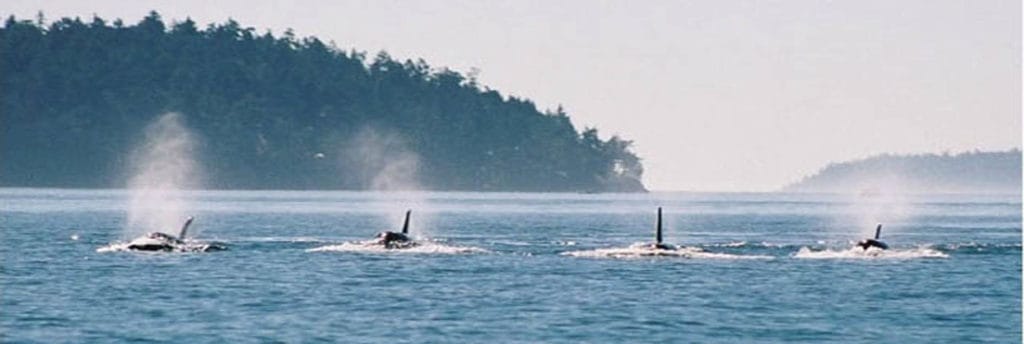 Vancouver Whalewatch wartet auf Ihren Besuch