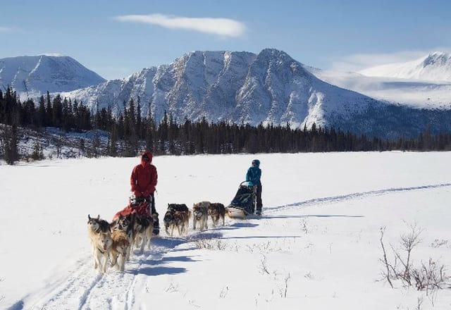 Eine Hundeschlittenfahrt im Yukon wird Sie begeistern