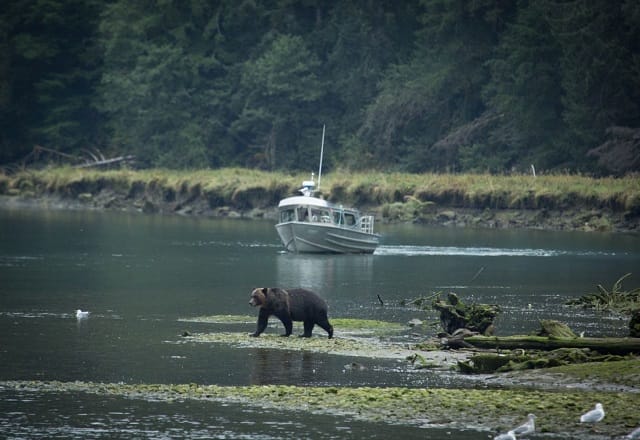 Grizzlybär Boot Natur Wildlife