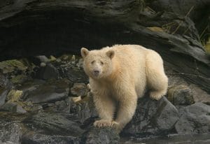 Bärenbeobachtung in British Columbia - Spirit Bear Lodge