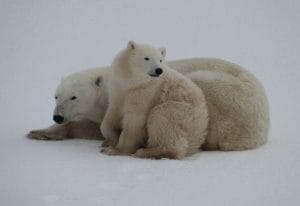 Eisbären in der Hudson Bay - Tiersafari