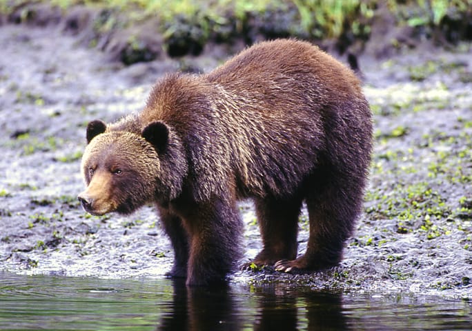 Grizzlybären in ihrem natürlichen Lebensumfeld in Knight Inlet