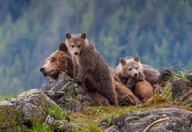 British Columbia Bärenbeobachtung