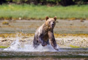 Junger Bär gesichtet in Kanada