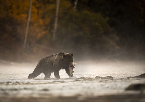 Grizzly Bären auf Lachsfang in Kanada