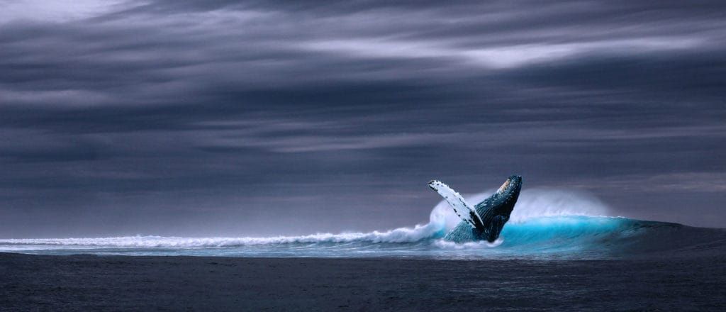 Walbeobachtungstouren in Kanada
