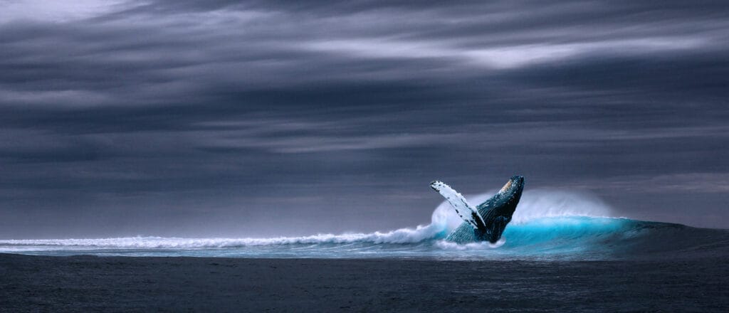 Walbeobachtungstouren in Kanada und Vancouver