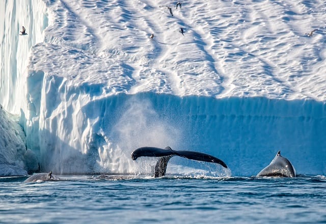 Ilulissat Wale