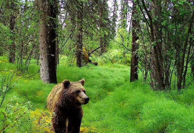 Bärenbeobachtung Tincup Wilderness Lodge