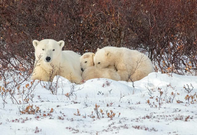 Eisbärenfamilie in Churchill