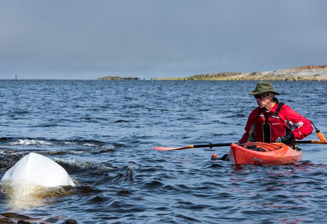 Kajaken mit Beluge Walen in Churchill