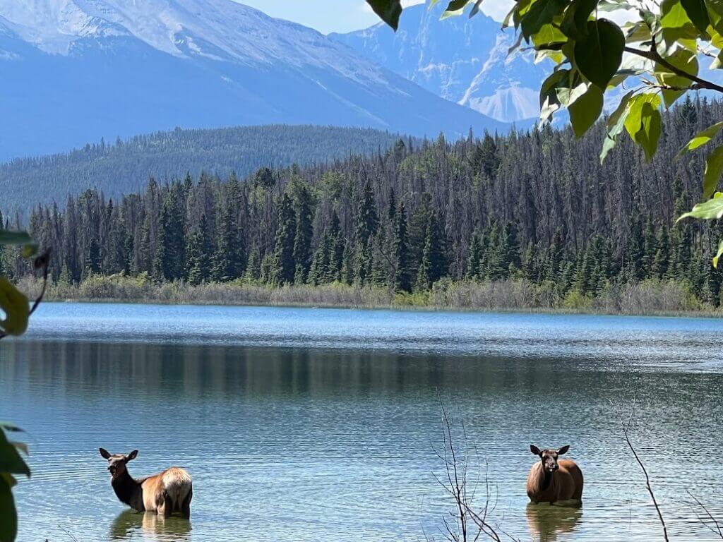 Wapiti im Lake